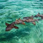 Top Tours to Experience While in Caye Caulker